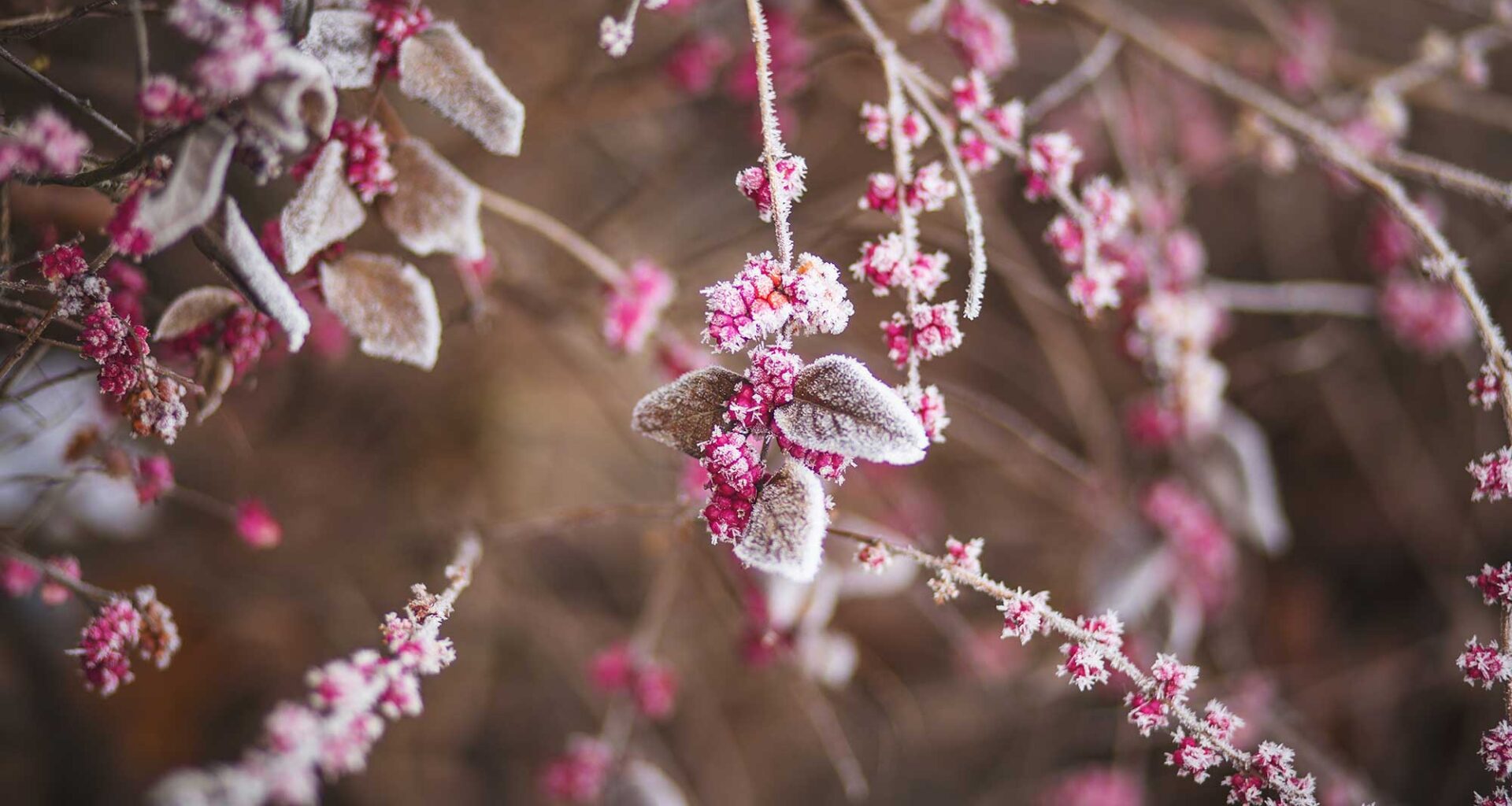 Frosne blomster på en busk