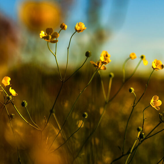 Smørblomster i solnedgang